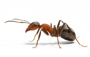 carpenter ant