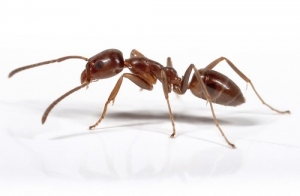 argentine_ant