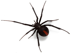 black widow spider