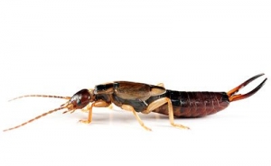 earwig