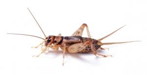 house-cricket