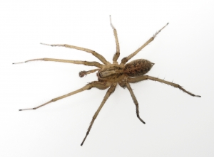 hobo spider