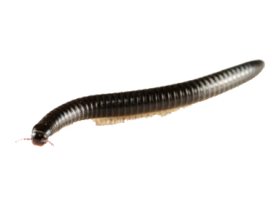 millipede