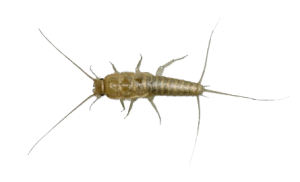 silverfish control