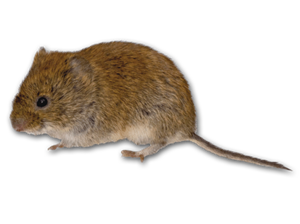 vole