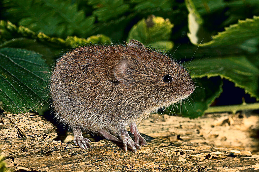 vole